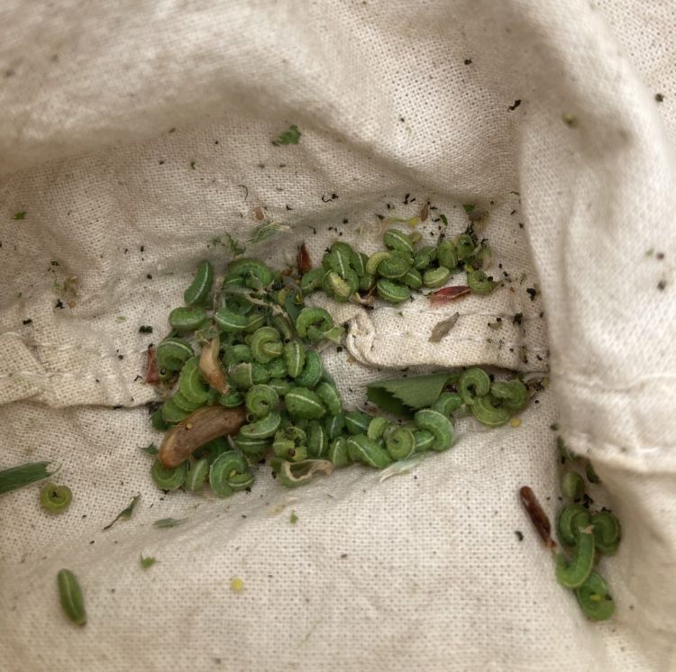 A bunch of green alfalfa weevils laying in the bottom of a sweepnet.
