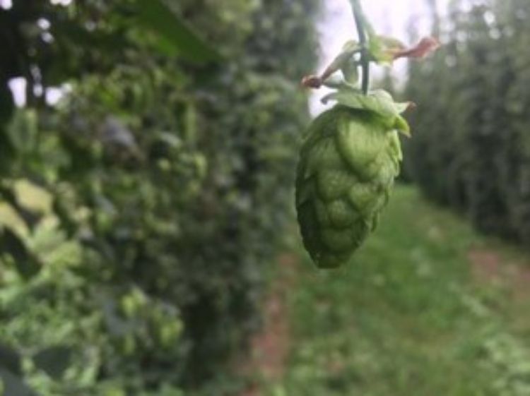 Hop cone