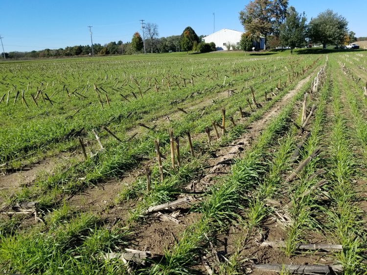 Cereal rye cover crop planted after a corn silage harvest