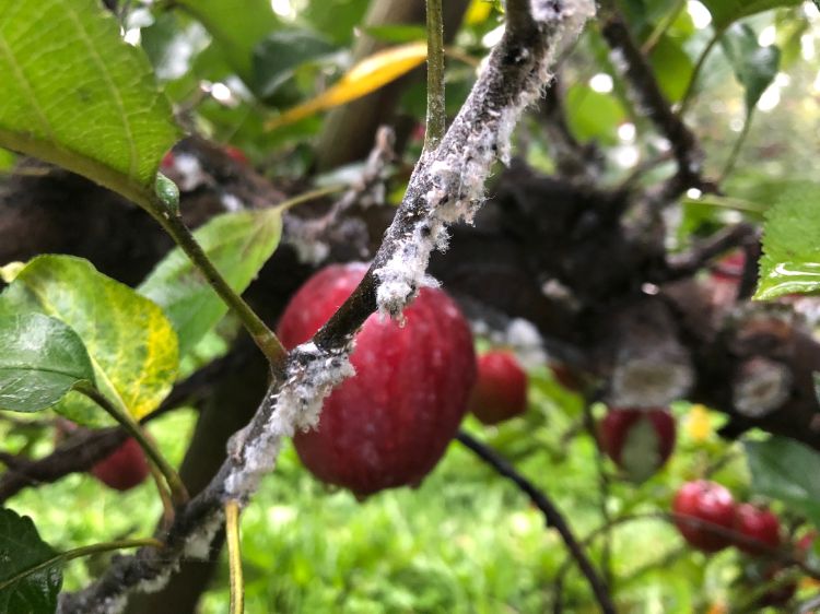 Woolly apple aphid