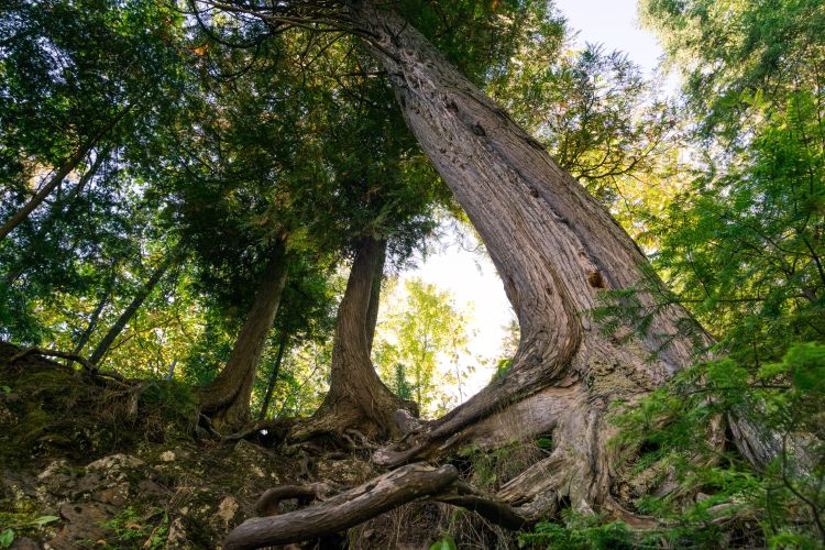 Worms eye view of a mature tree in a forest.