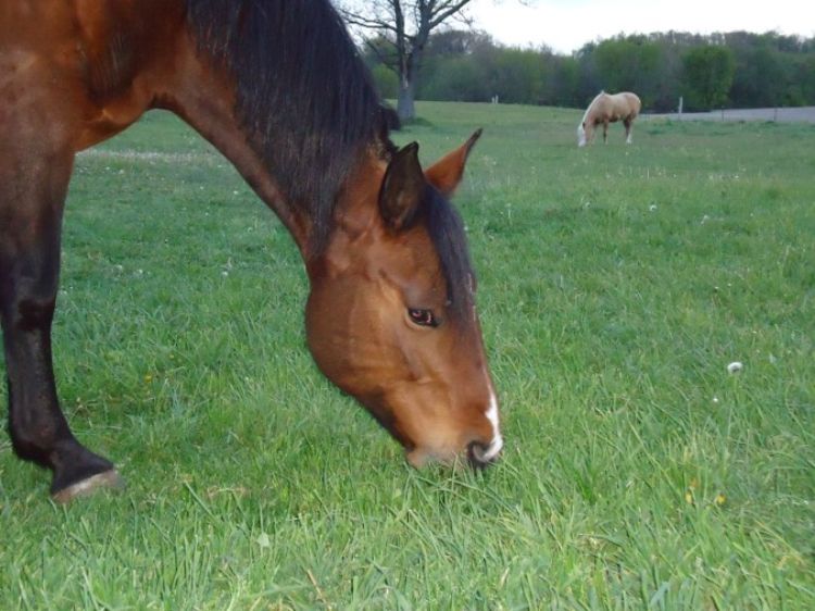 brown horse eating green grass