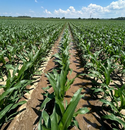 Water flowing between rows of corn in a field.