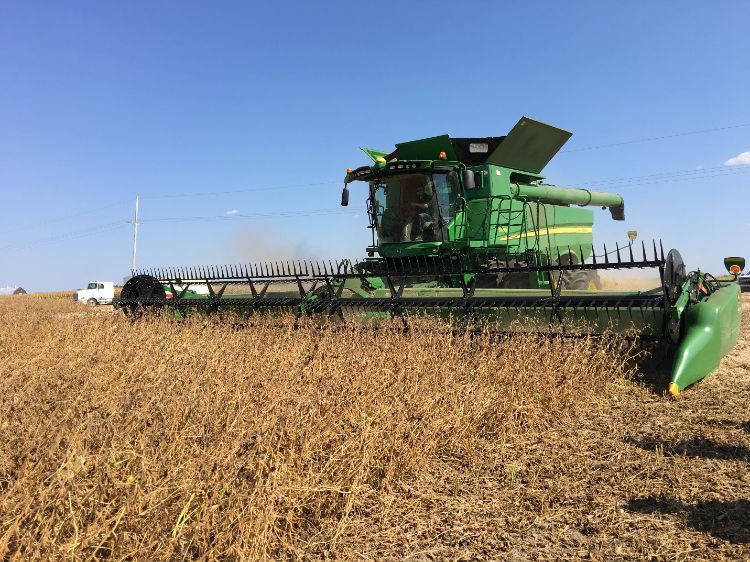 harvesting soybeans