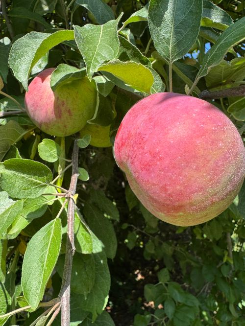 Ripe apples on a tree.