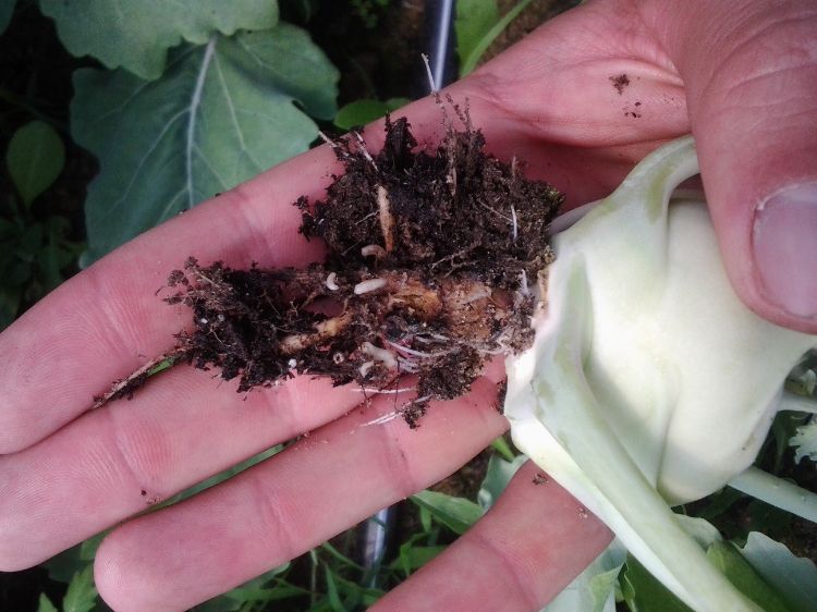 Cabbage maggots feeding on the roots of kohlrabi. Photo: Ben Philips, MSU Extension.
