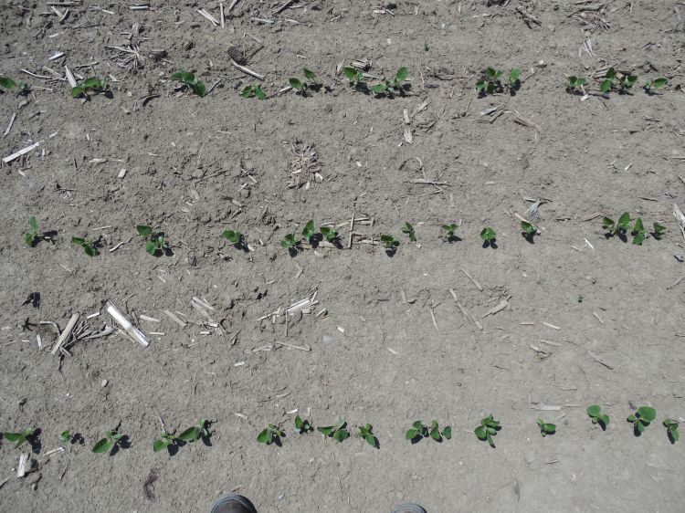 Baby soybean plants.