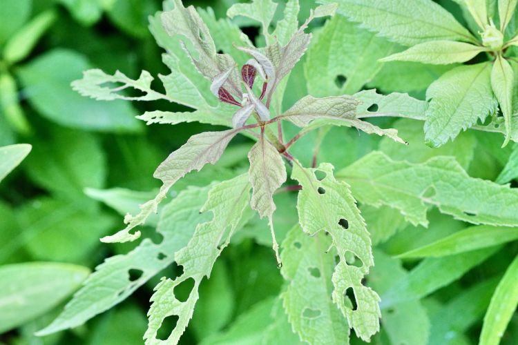 A plant with holes in it.