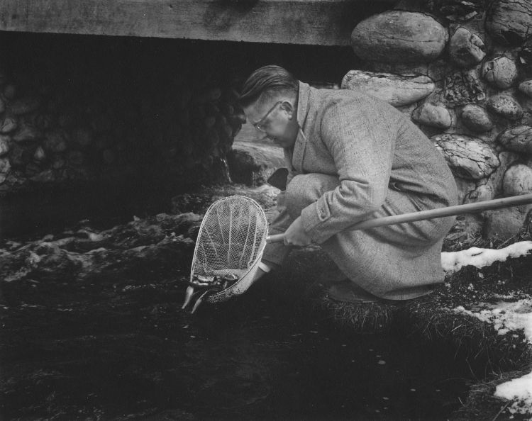Man is seen leaning down by the water with a net in his hand and is putting small fish from the net into the water. Photo: Michigan Department of Natural Resources