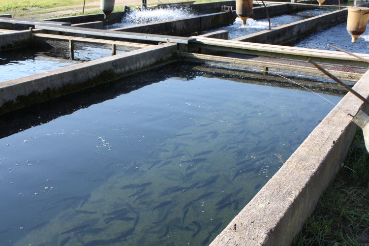 A flow through raceway for trout production. Photo: Ron Kinnunen | Michigan Sea Grant