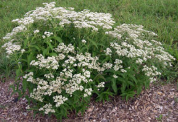 Common boneset