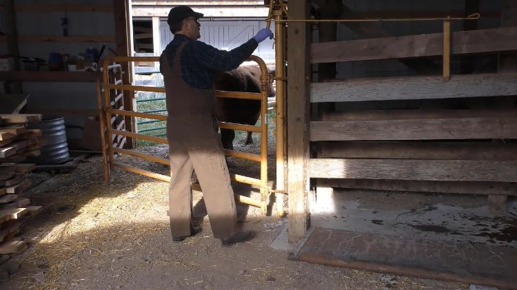 Man releasing bull after being checked.