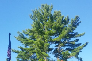 Kett guests pine the loss of tree removed for safety