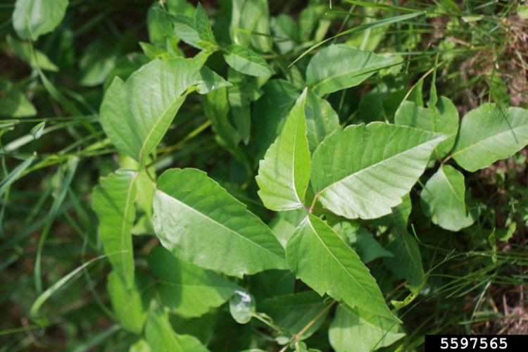 Poison ivy growing up from the ground.