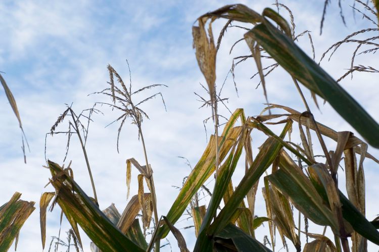 corn stalks | MSU AgBioResearch