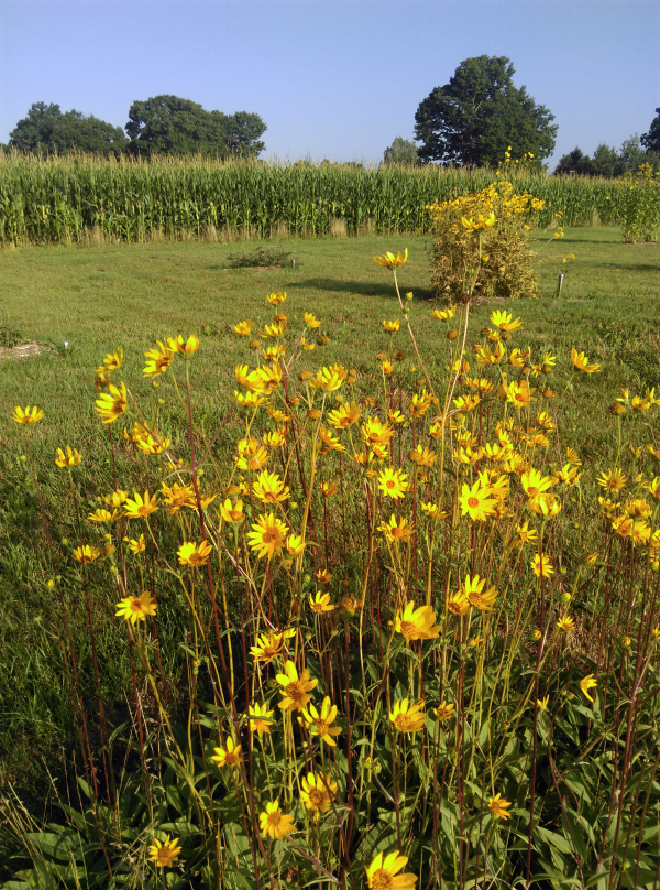 Sand coreopsis