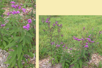 Ironweed, Missouri ironweed