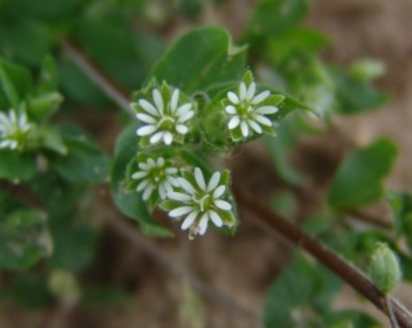 mouseear chickweed