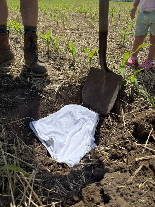 A shovel stands in freshly dug soil beside a white cloth in a young cornfield, with an adult in work boots and a child in pink shoes standing nearby.
