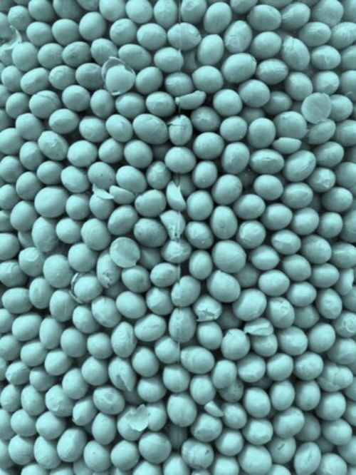 Close up of blue-coated field crop seeds.