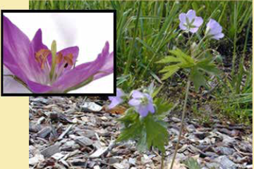 Wild geranium