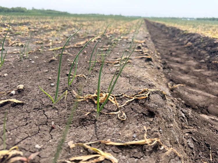 Onion seedlings starting to emerge from a field.