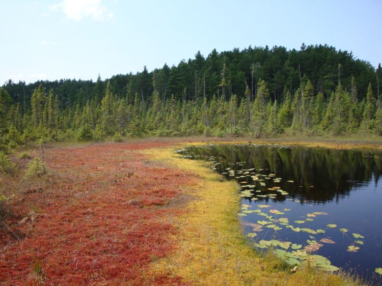 An example of Michigan's unique ecosystem.