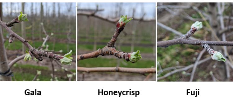 Gala, Honeycrisp and Fuji apple buds.