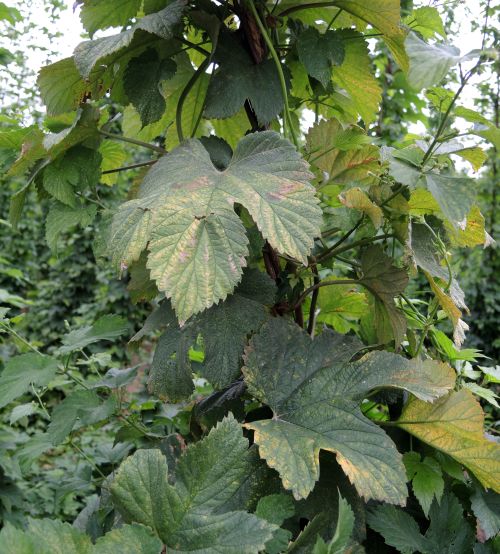 Leaf bronzing caused by mites. Photo: Erin Lizotte, MSU Extension.