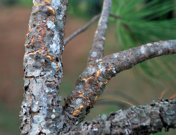 Orange spores are produced within canker blisters on white pine branch. Photo by Jill O’Donnell, MSU.