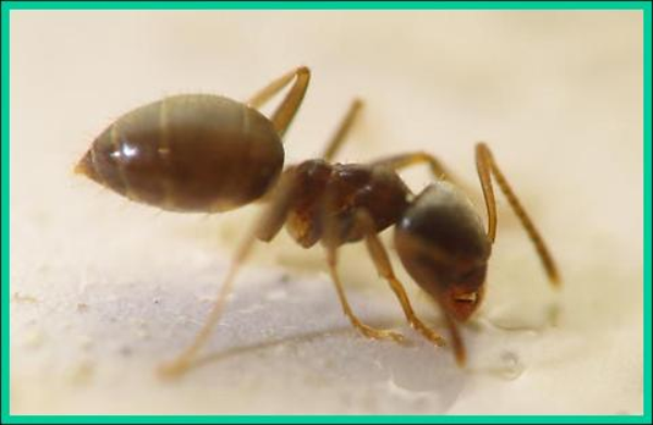 Odorous house ant