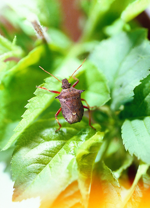 Adult has oval shield-shaped body, grayish or brownish in color with a spur on either side of its thorax. 