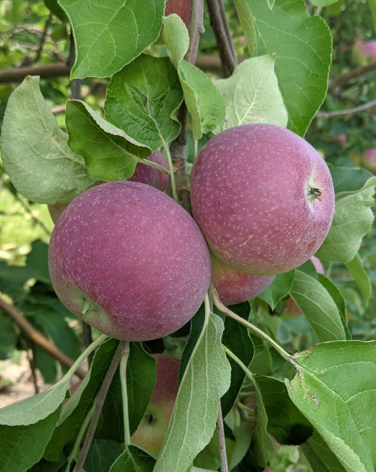 Paula Red apples hanging from tree.