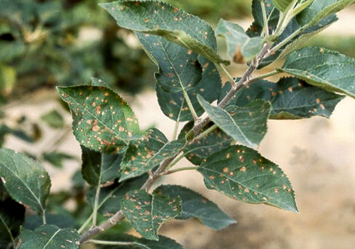  Circular, necrotic lesions on leaves have a light brown interior. 