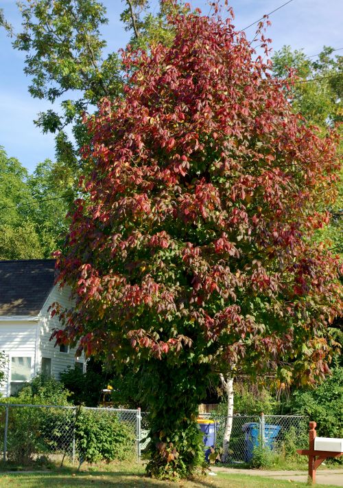 This poison ivy plant growing up a pole has established itself as a “tree” with strong, sturdy stems.