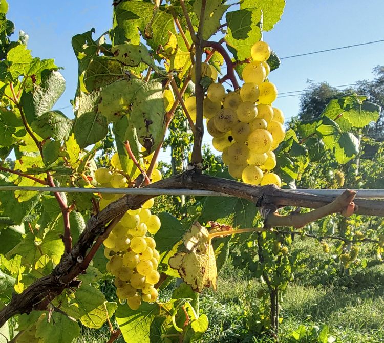 Grapes hanging off a vine.