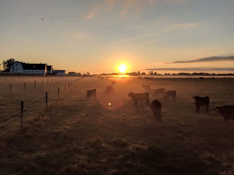 Beef Cattle Teaching and Research Center