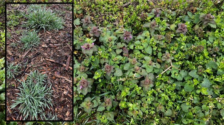 Weeds in the ground.