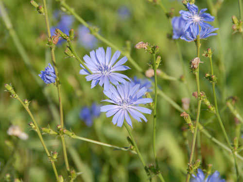  chicory7.jpg 