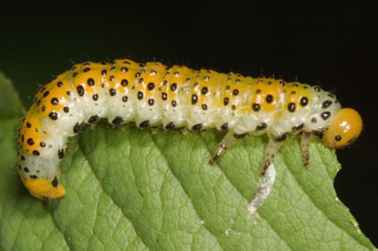 Imported rose sawfly larva, Arge ochropus (Argidae).