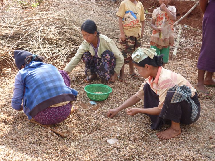 Farmers threshing pigeon pea