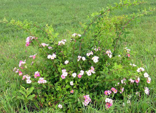 Michigan rose (Climbing rose)