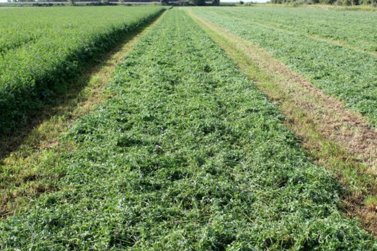 An alfalfa field with a strip cut at 75% of the cutting width.