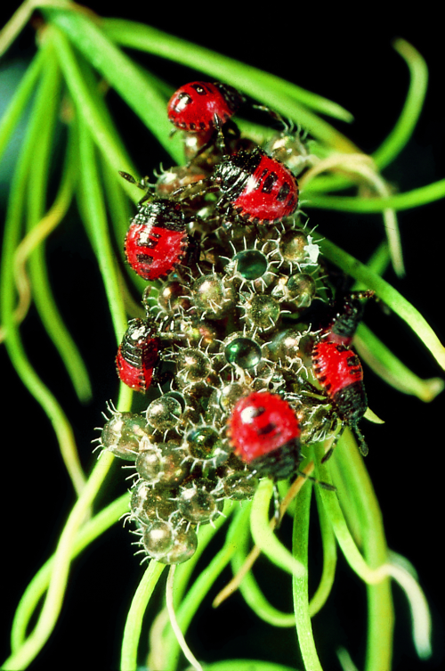 Eggs are grouped in masses of 20 to 30 and are barrel-shaped. They are gray, cream or gold, and encircled by a ring of small hairs. Nymphs are round, often a contrasting color like orange-red and black, and wingless. 