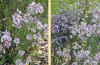 Smooth blue aster