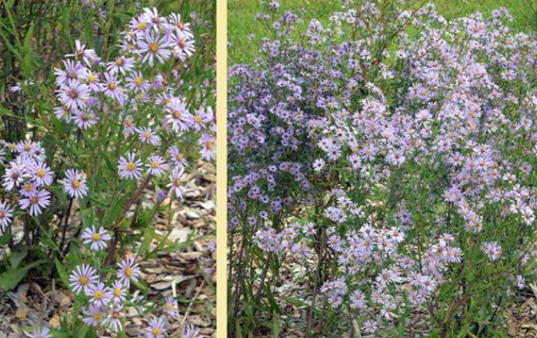 Smooth blue aster