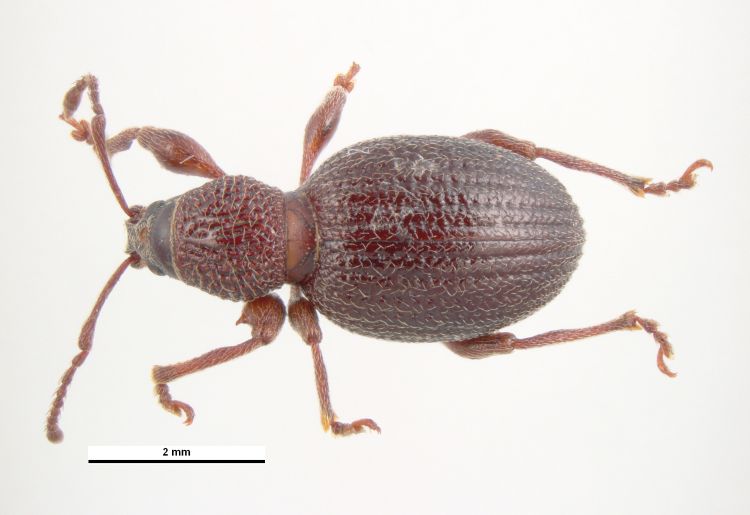 Strawberry root weevil adult. Photo: Pest and Diseases Library, Bugwood.org