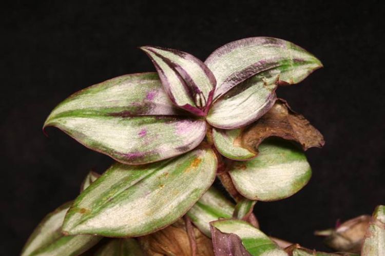 Brown, withered leaves of a Tradescantia plant infected with tobacco mosaic virus.