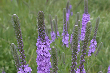 Hoary vervain, Hoary verbena