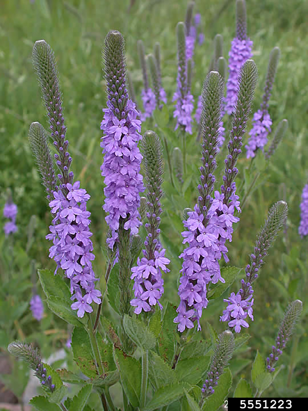 Hoary vervain, Hoary verbena